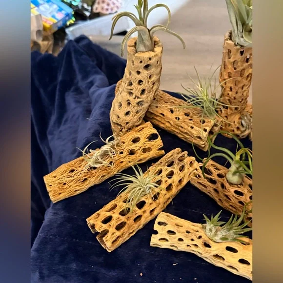 Natural Air Plant Holders-Cholla - Picture 3 of 4
